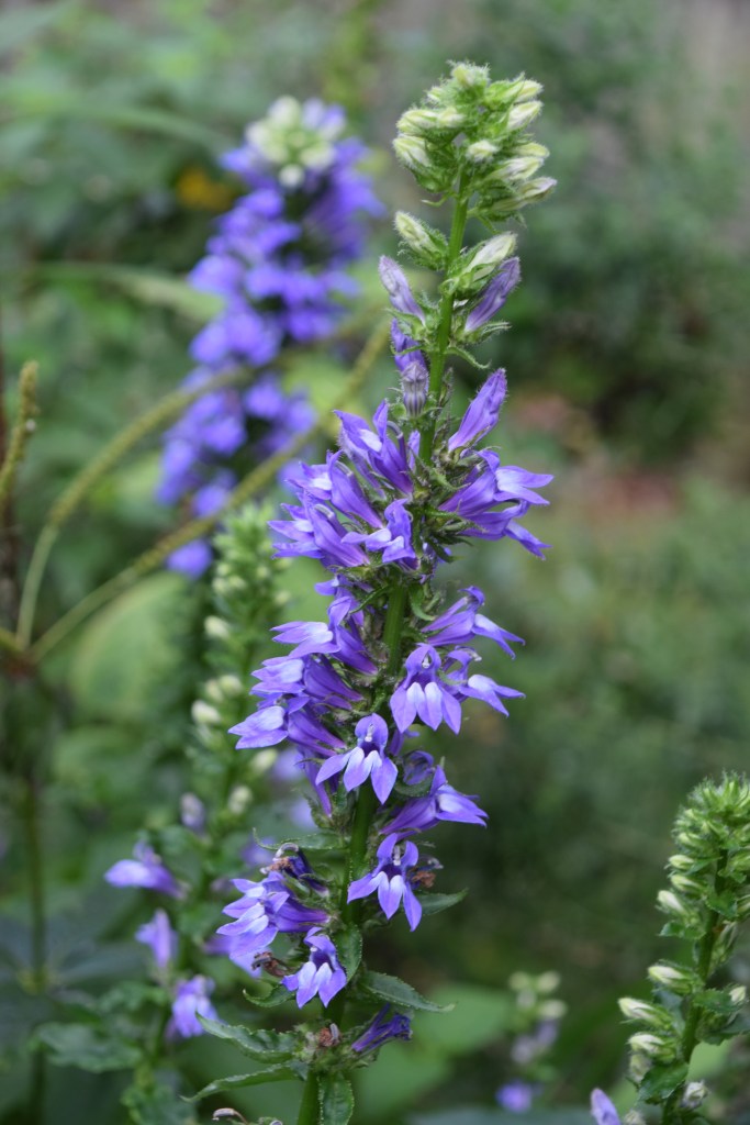 Blue Lobelia