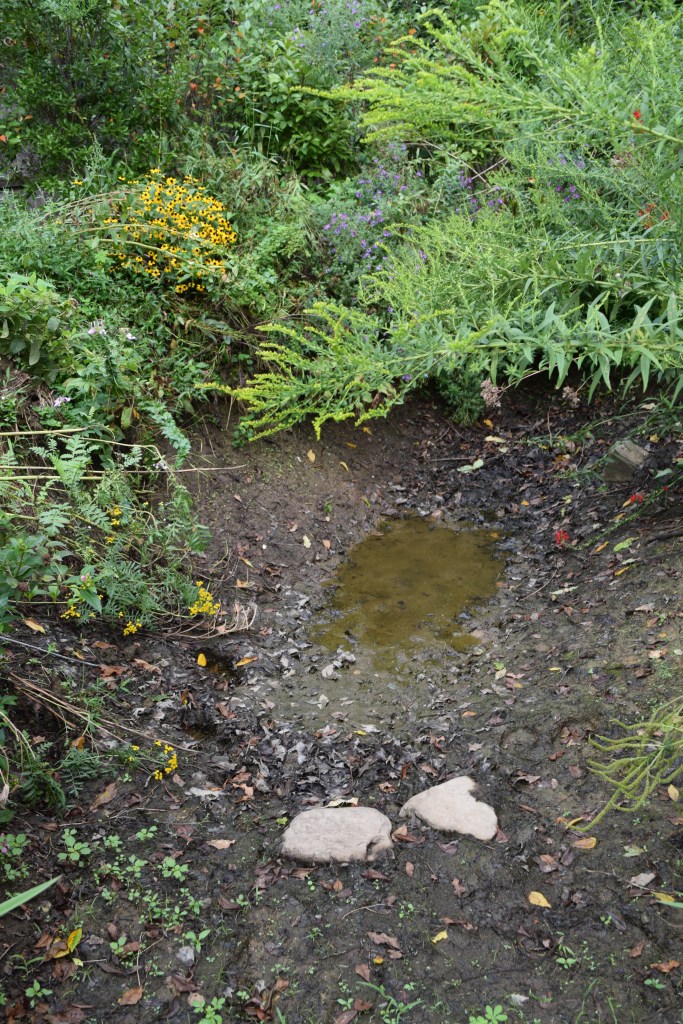 Rain sinks into the bottom of the rain garden at Northview