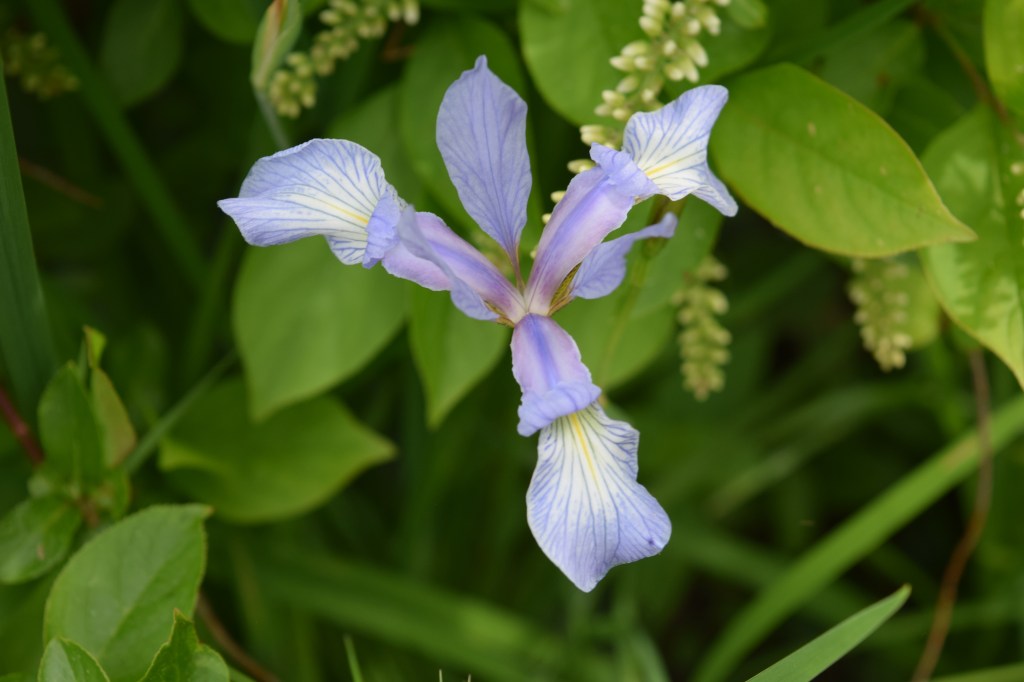 Southern Blue Flag iris