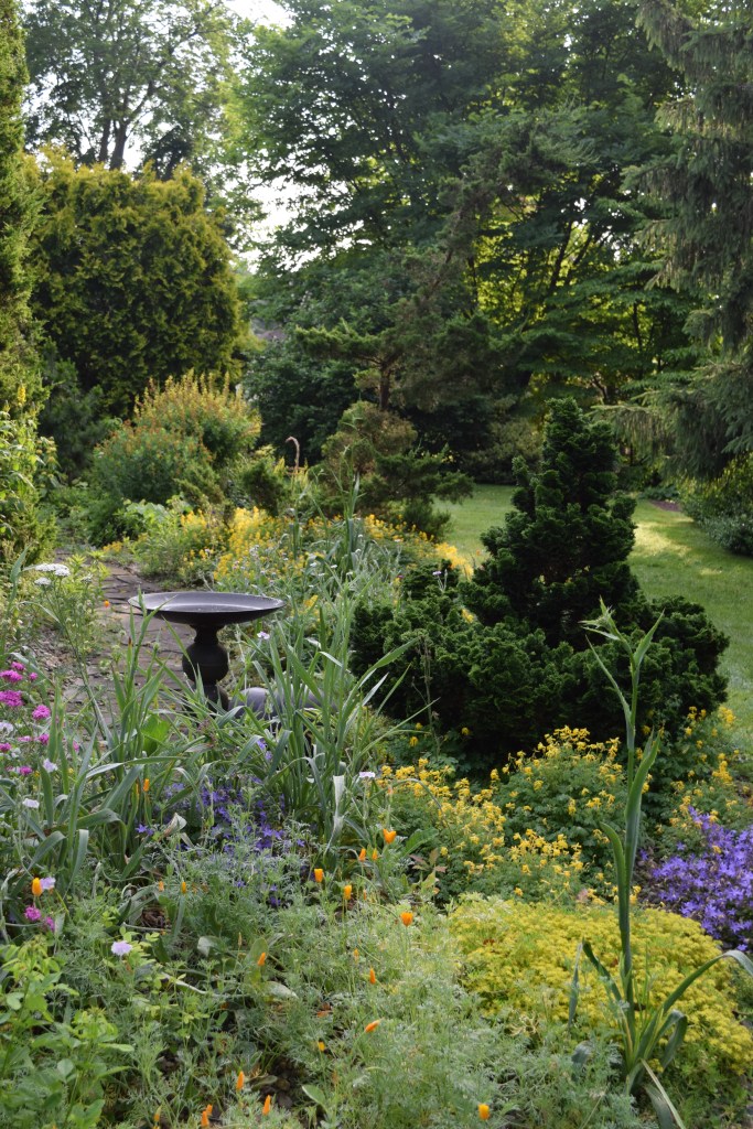 Northview Dry garden in full bloom with yellow and purple flowers a birdbath and an evergreen