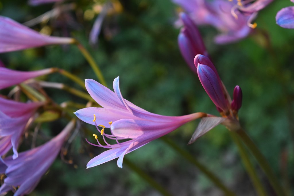 Pink surprise lily - Lycoris