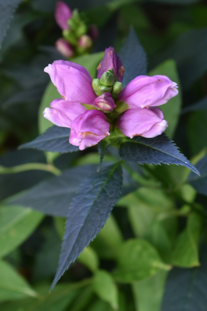 Pink turtlehead