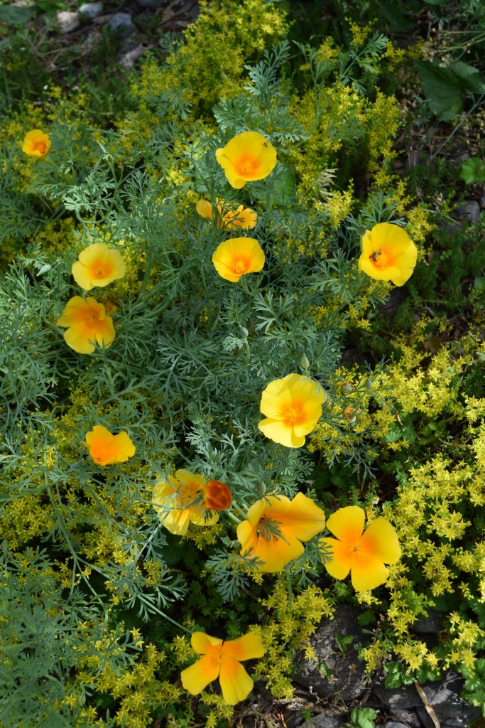 Orange circular cup-shaped flowers called California Poppies