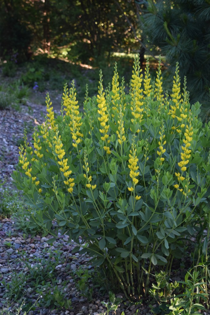 Yellow Baptisia - upright yellow spikes of pea-like flowers