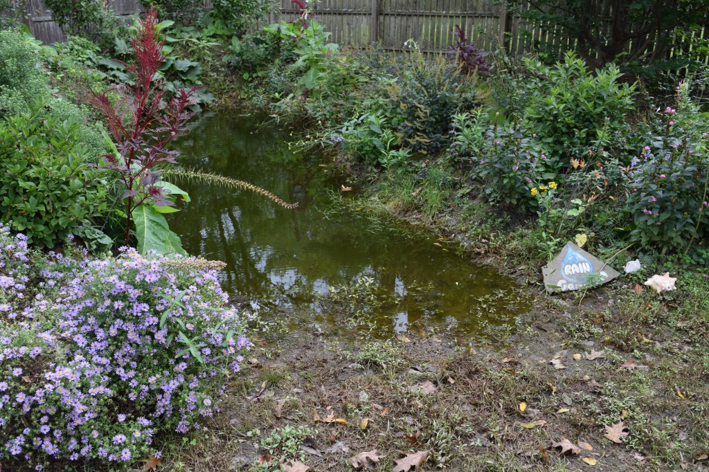 The Rain Garden at Northview after one year