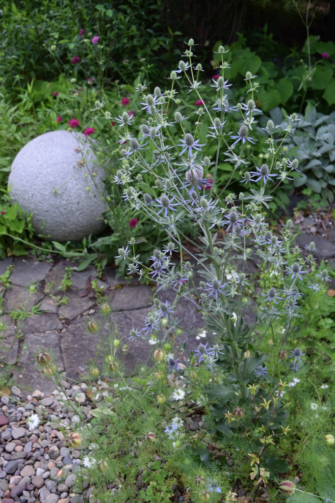 Sea Holly or Eryngium - a spiky bluish plant that does well in dry soil