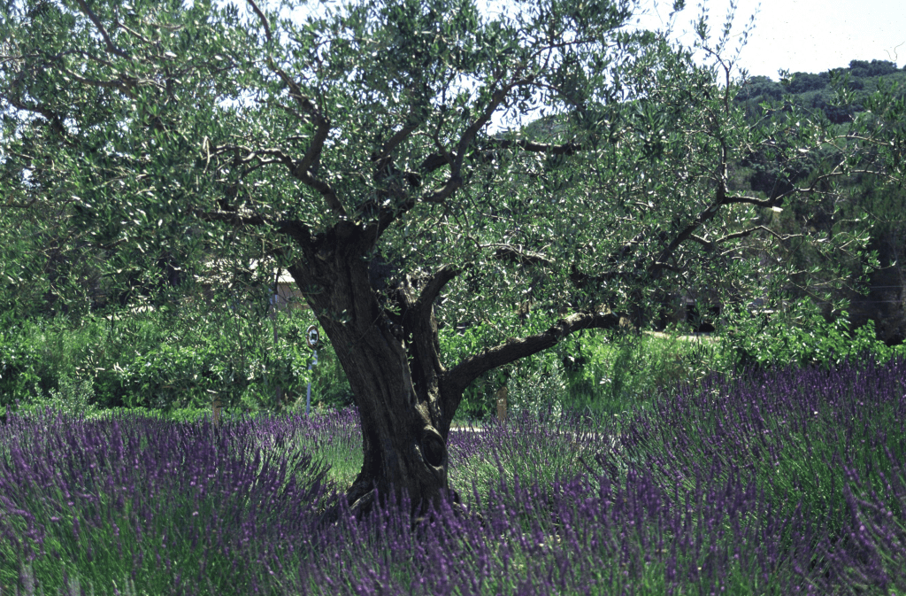 Purple lavender flowers with an old olive tree