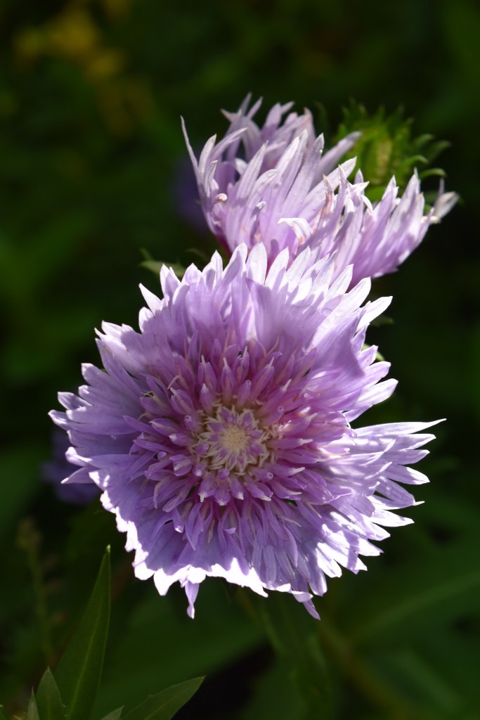 Stoke's Aster, Stokesia and light purple daisy-like flower