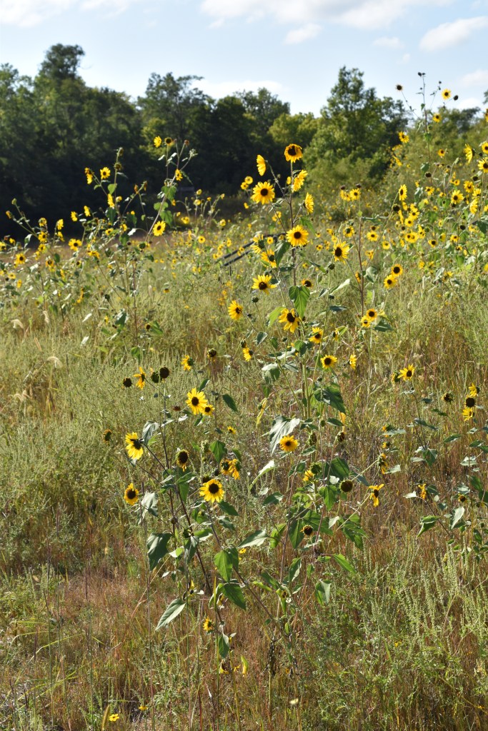 A wild area of sunflowers at the Lauritzen Garden, Omaha, Nebraska.