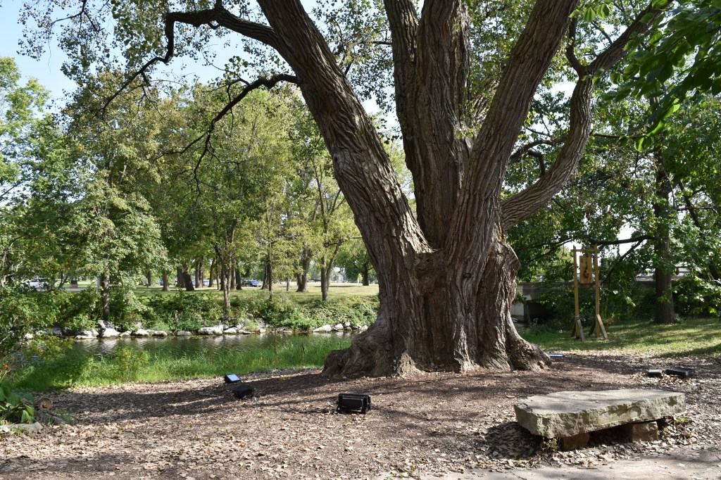 Large cottonwood tree - Populus deltoides