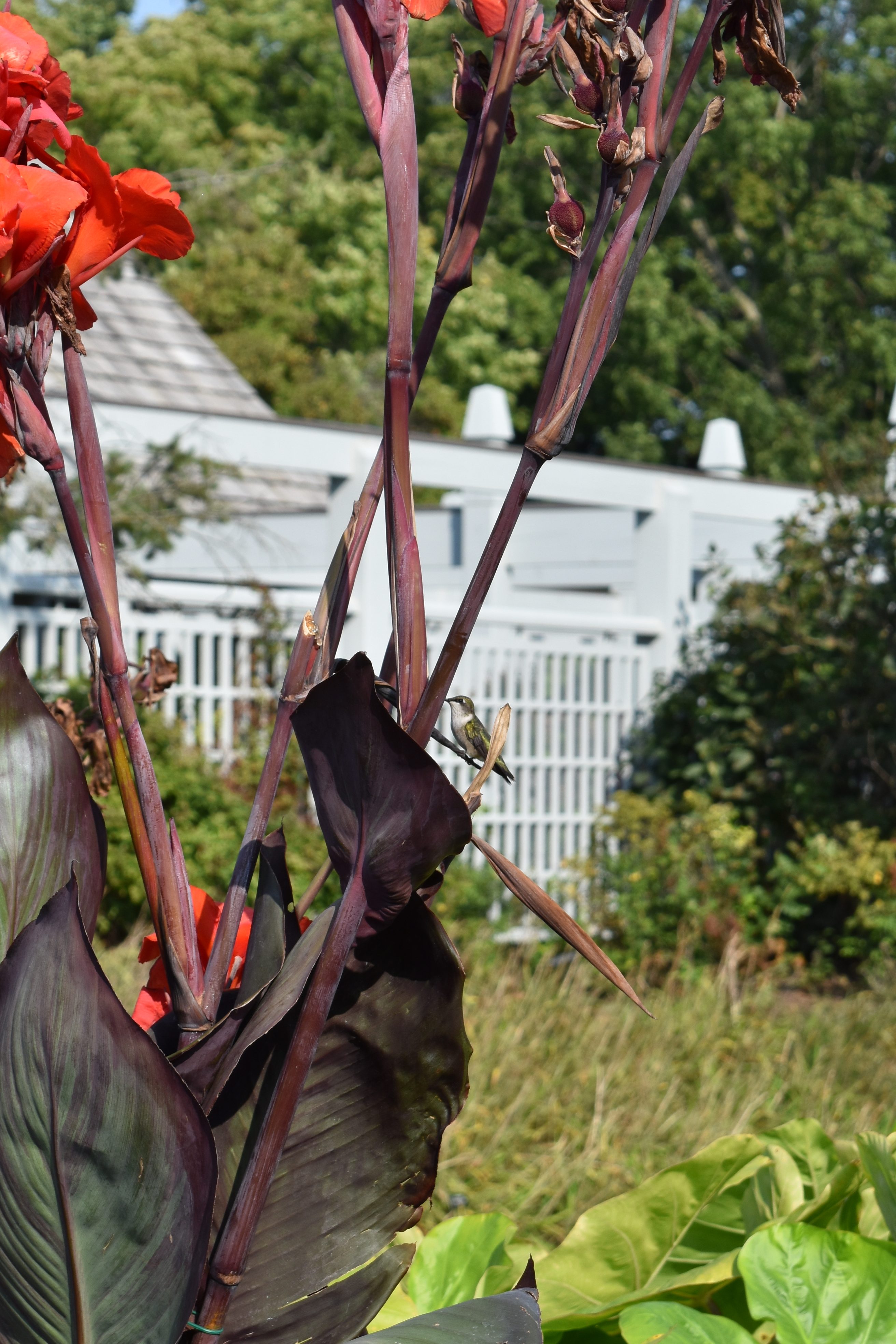 A tiny hummingbird sits on a red canna plant. There was lots of hummingbird activity in this garden.