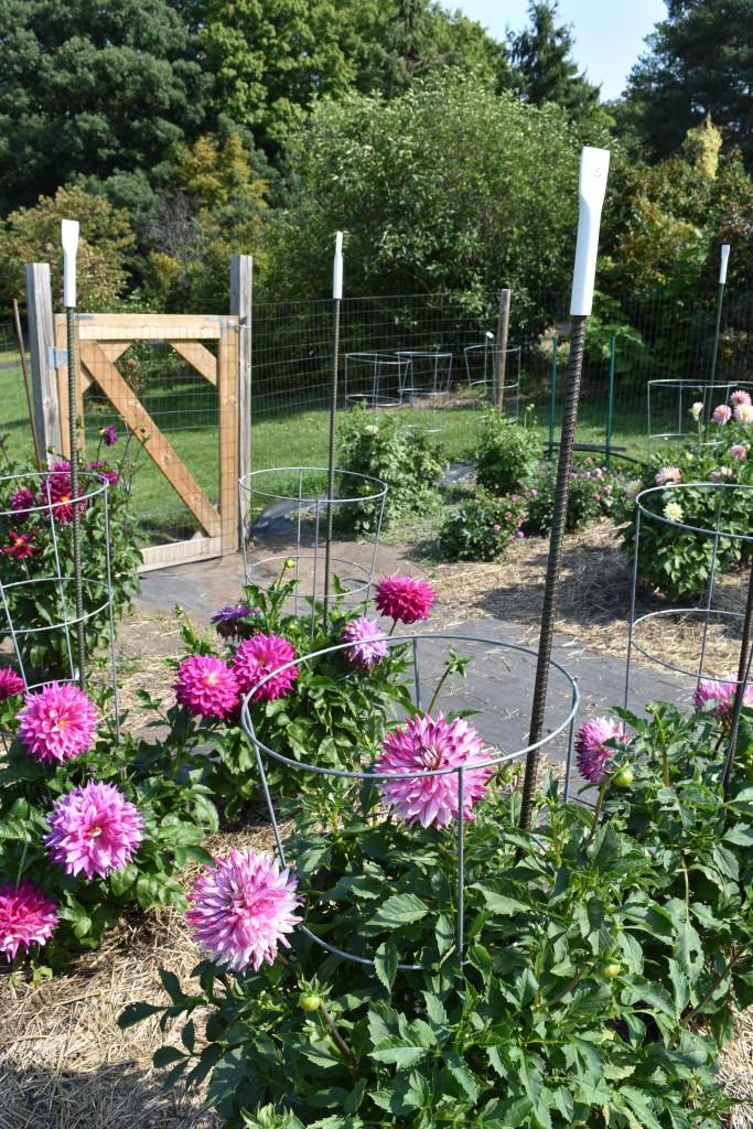 
Dahlias are grown in rows in a fenced-in area. The plant and flower growth is observed and recorded.