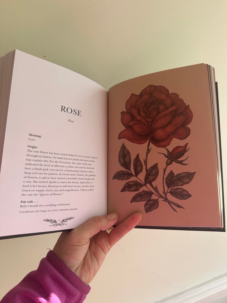 'The Rose' showing the double page spread with the illustration by Jessica Roux to the right and description to the left of the Victorian language of flowers