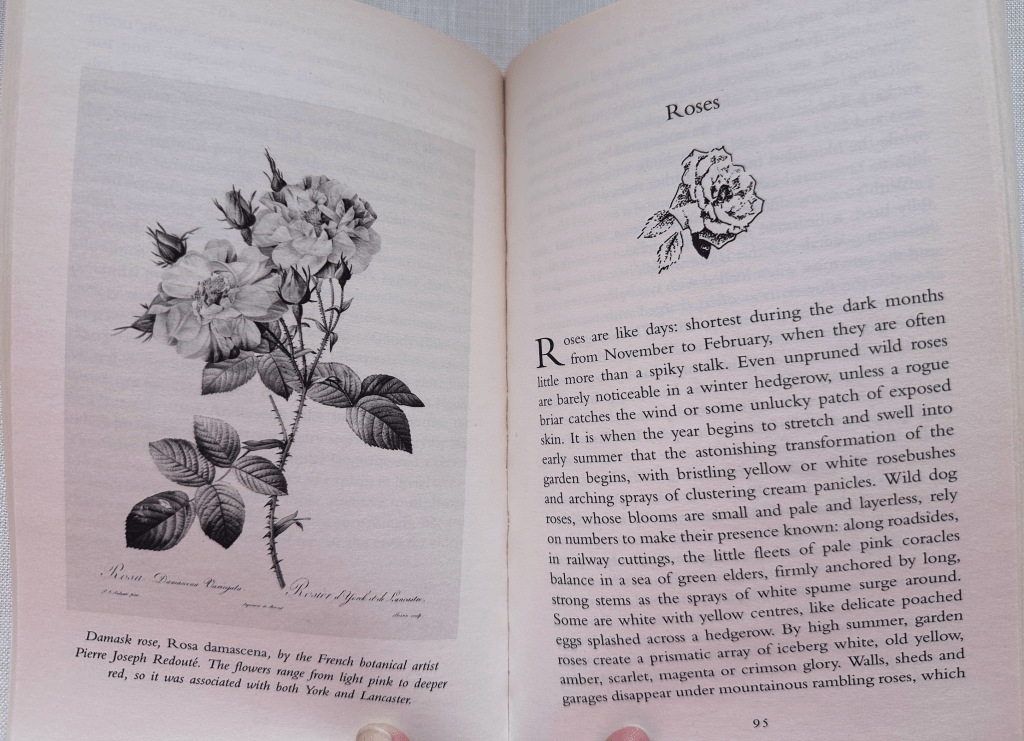 The beginning of the rose chapter in The Brief Life of Flowers, by Fiona Stafford with black and white illustrations
