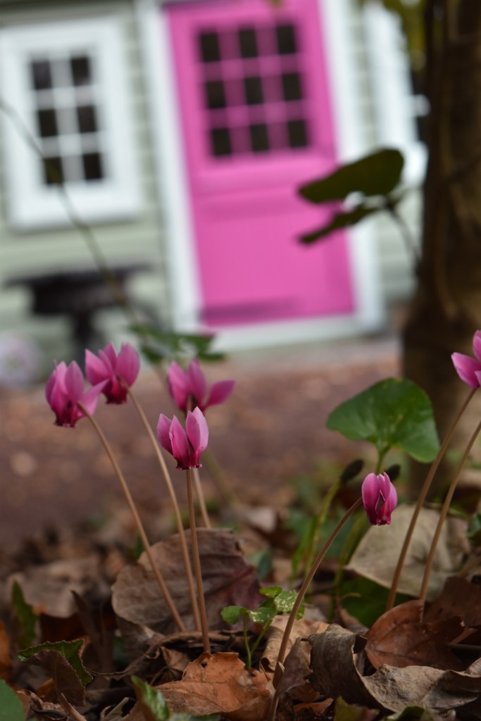 A pink door at Northview Garden behind a cluster of fuchsia-pink shuttlecock-shaped cyclamen flowers