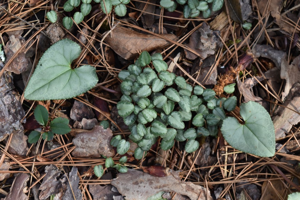 Heat-shaped silvery-green leaves of cyclamen plants and lotts of baby cyclamen leaves in the middle.