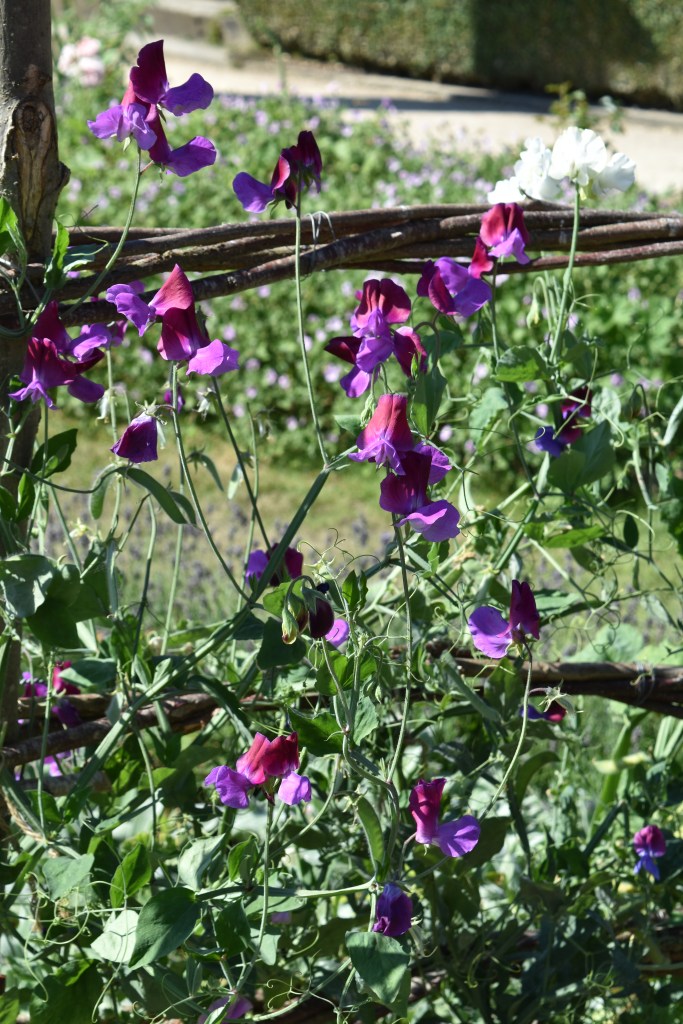 Sweet peas need a trellis or fence to grow up and cling onto with their tendrils