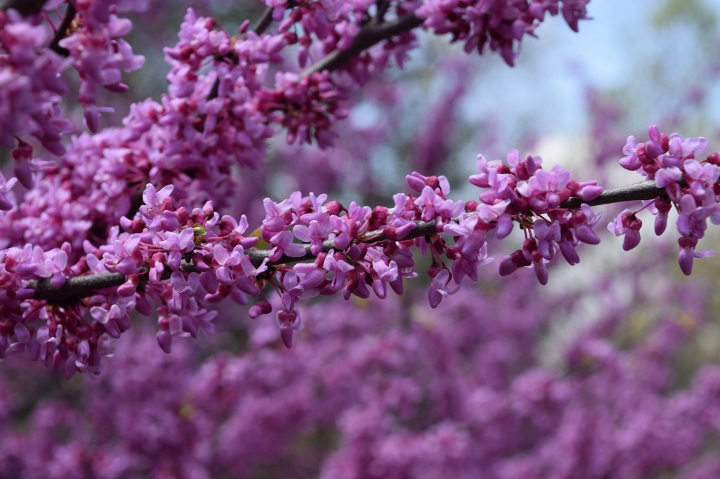 Redbud flowers in lilac-purple cluster along bare branches