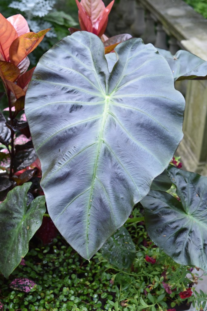 A large heart-shaped leaf of a colocasia plant. This cultivar has shiny slightly blackish leaves.