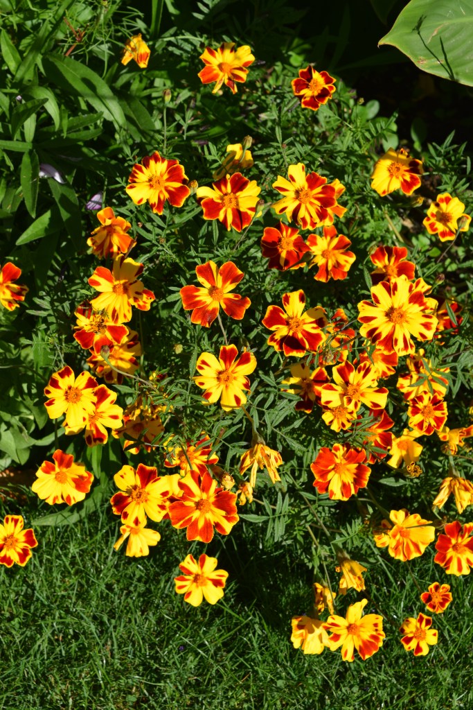 Marigolds are very generous with flower production. Keep on picking to get more flowers.