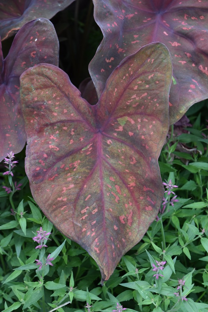 Brownish speckled heart-shaped caladium leaf