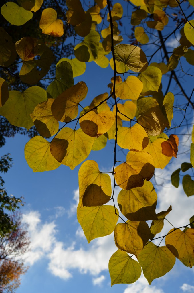 Redbud leaves are heart-shaped and  turn yellow in the autumn - shown here against a blue and white sky