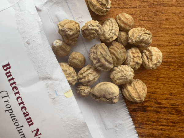 Nasturtium seeds coming out of a seed packet