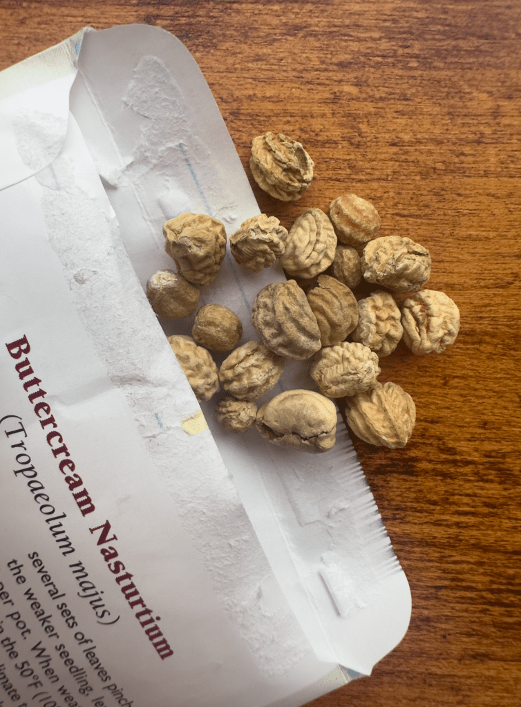 Large, round, crinkled nasturtium seeds.