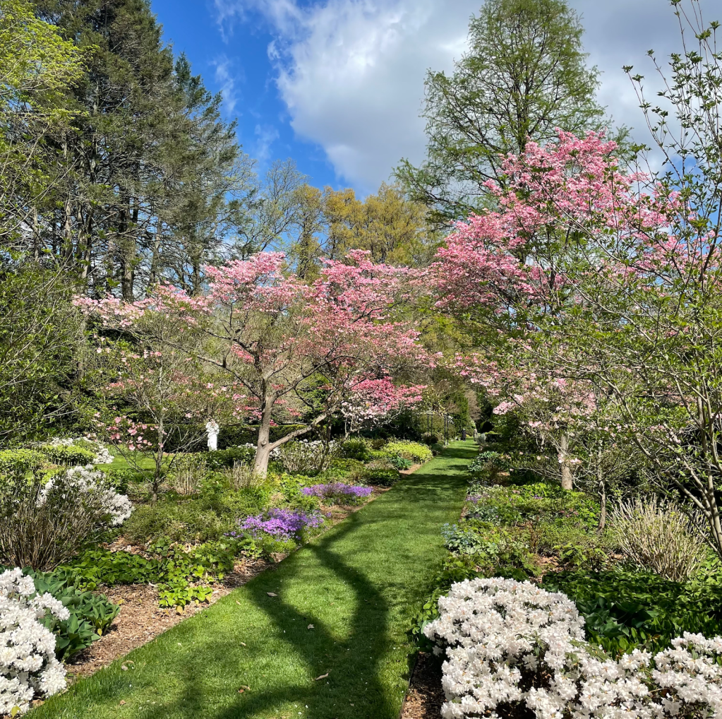The Green Walk (designed by Arabella Lennox-Boyd) at Andalusia Historic House, Gardens, and Arboretum in Pennsylvania showing pink flowering dogwood trees underplanted with creeping phlox and low-growing white azaleas.