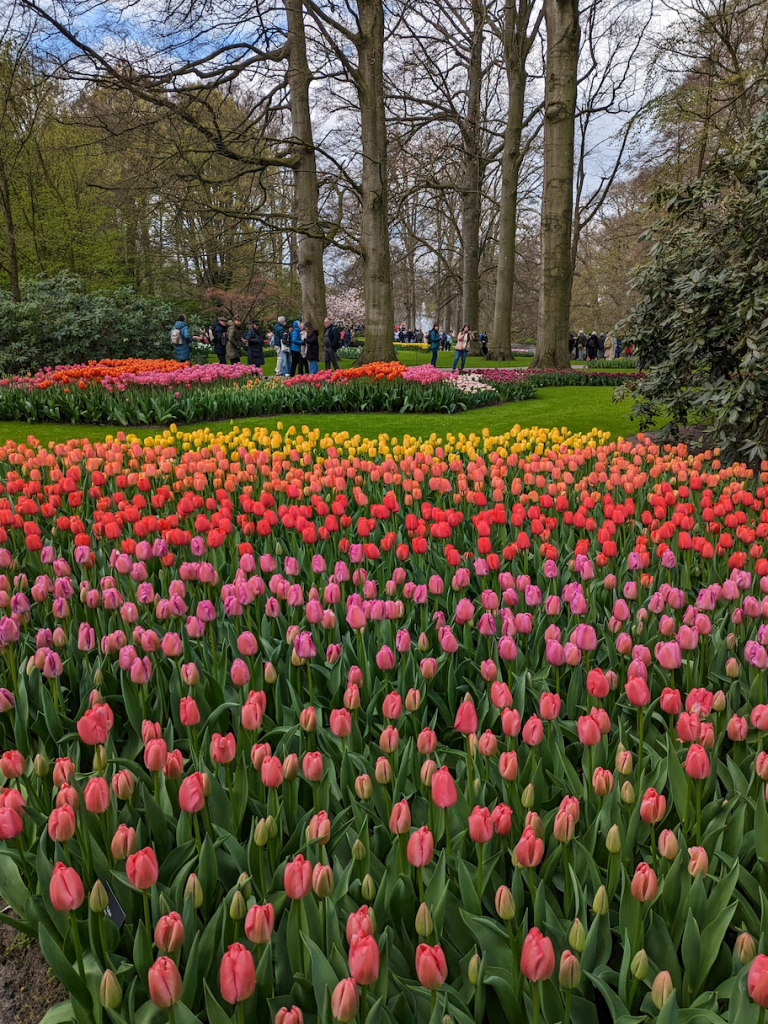 Keukenhof gardens are a floral feast - here toned waves of tulips accent the spring scene of tall trees.