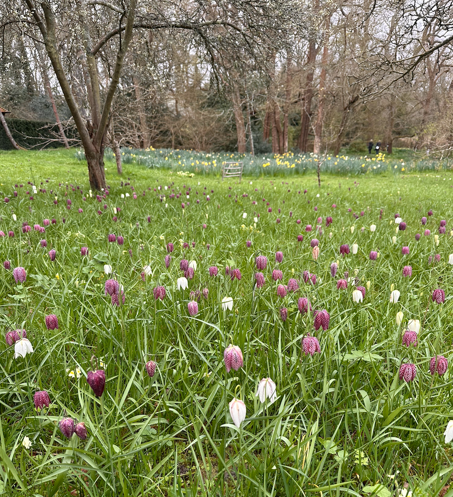 Long Barn, Sevenoaks Weald - the spring show of fritillaries beneath apple trees.