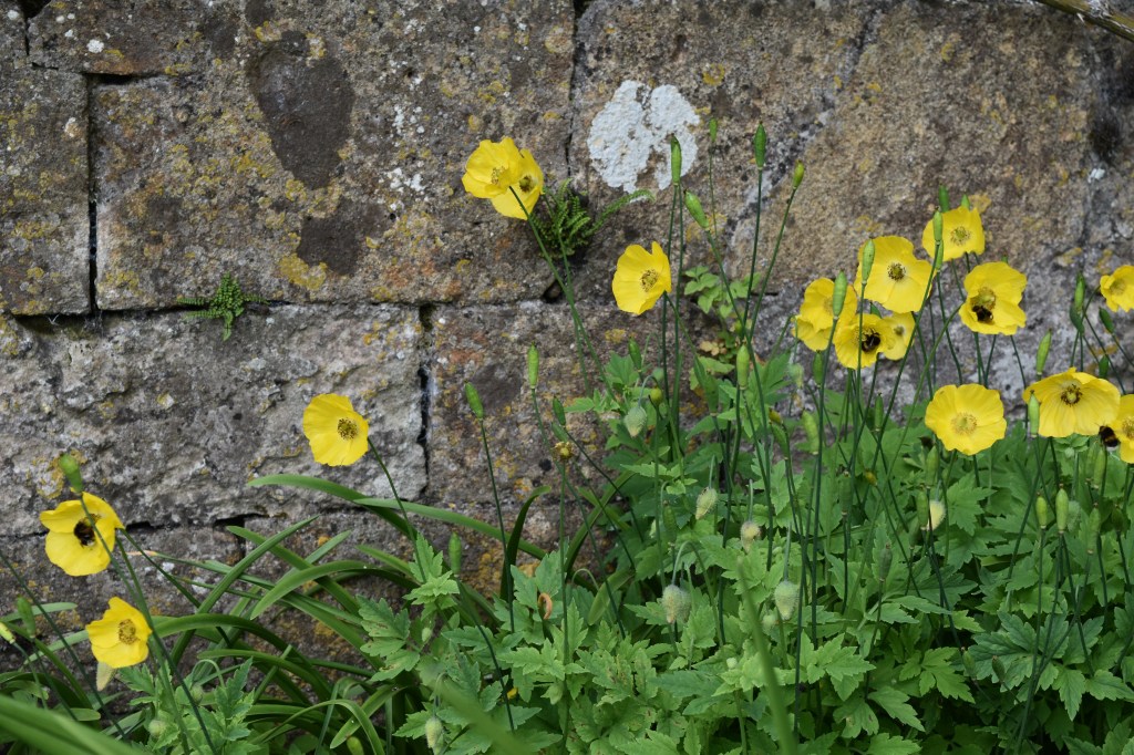 Delicate yellow cup-shaped blooms of Welsh Poppies in front of an old stone wall