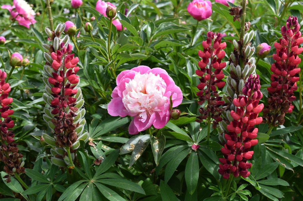 Pink and white open-faced peony with upright spires of red lupins either side