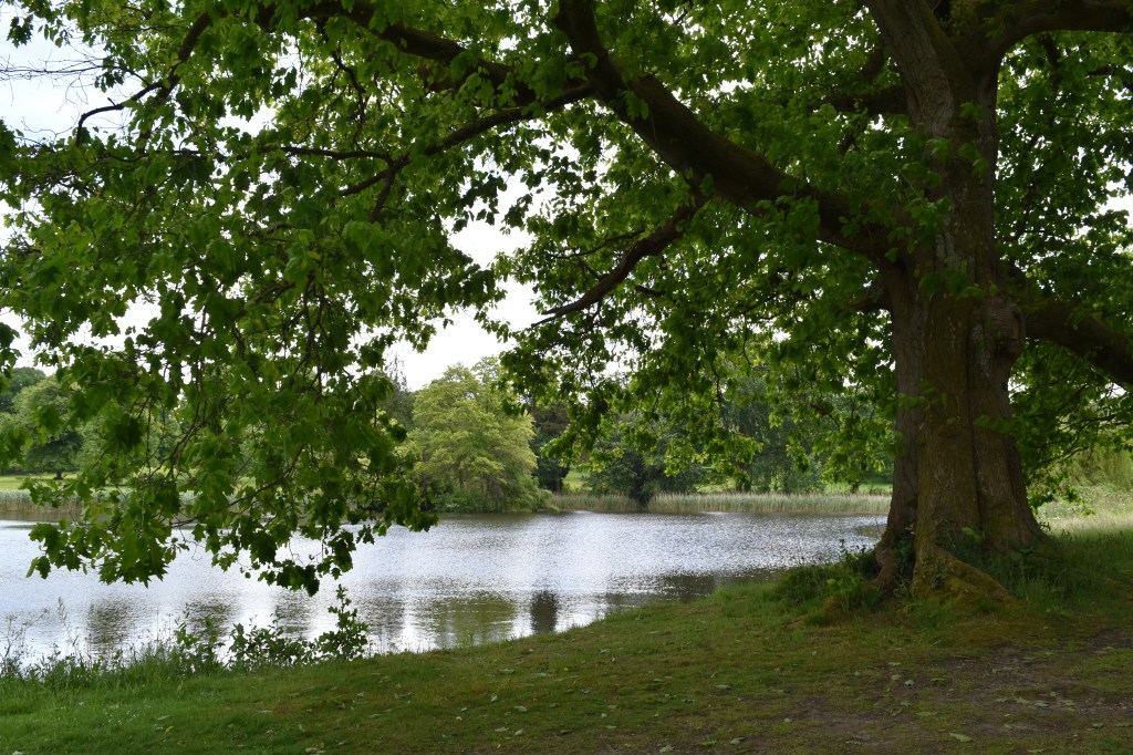 A huge red oak tree leans out over the great pond at Forde Abbey in Dorset England