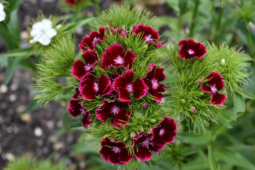 Dark Flowered Sweet William Flower with a little white eye in the center