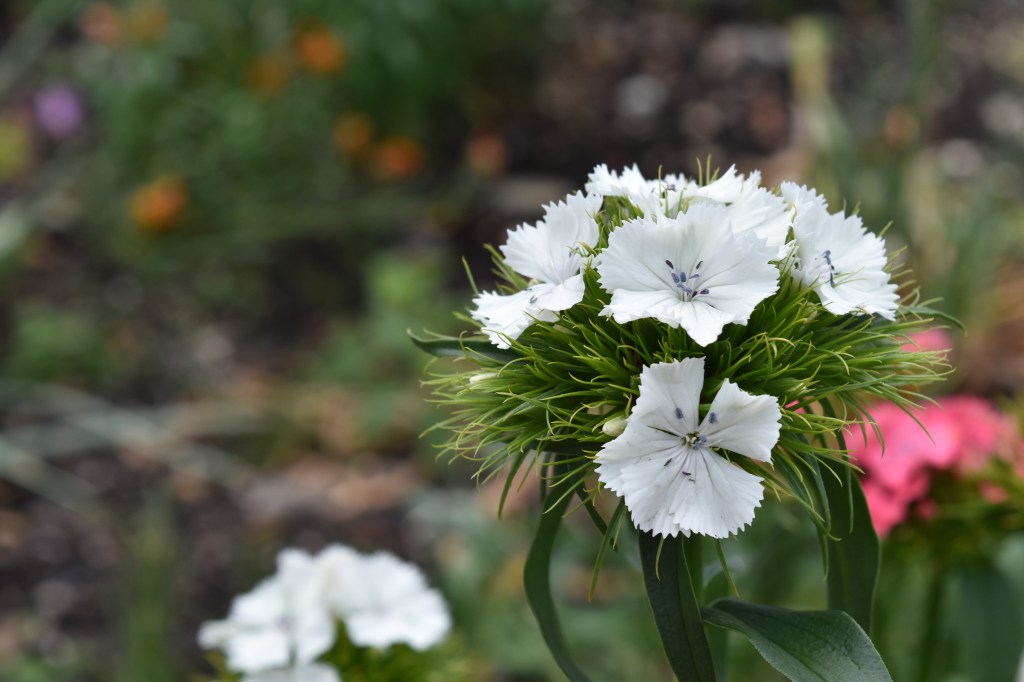 White flowered sweet william with purple anthers