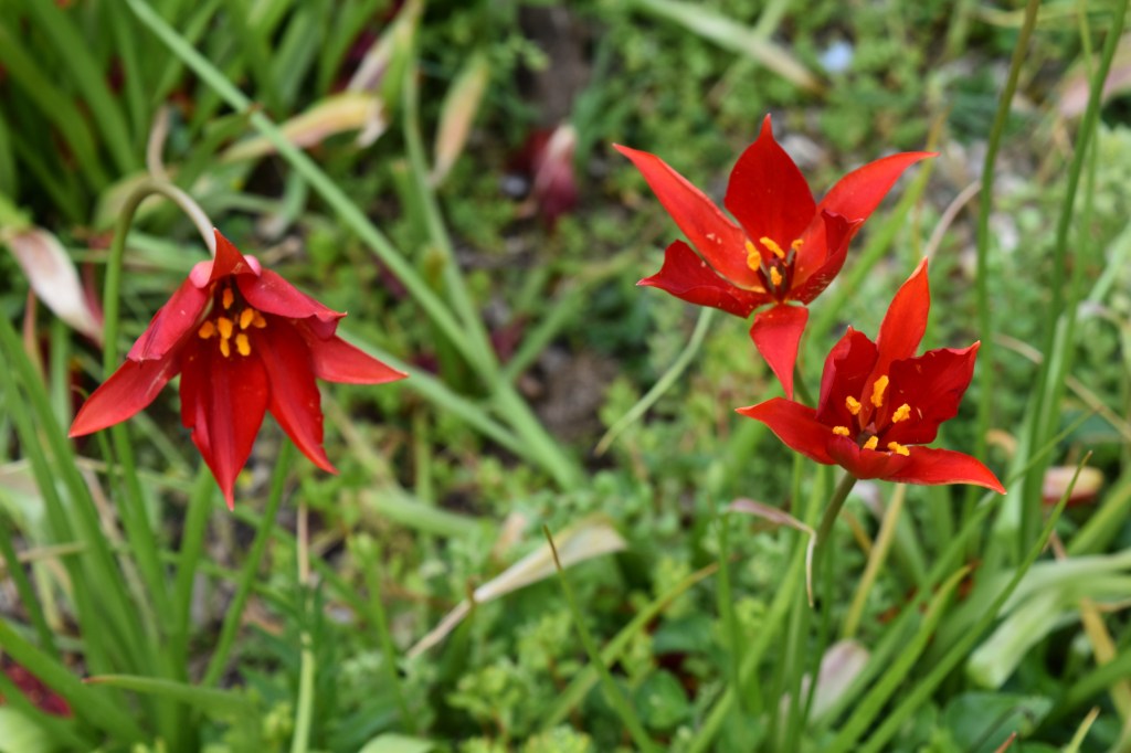Three bright red six-petalled tulips against a green background of leaves