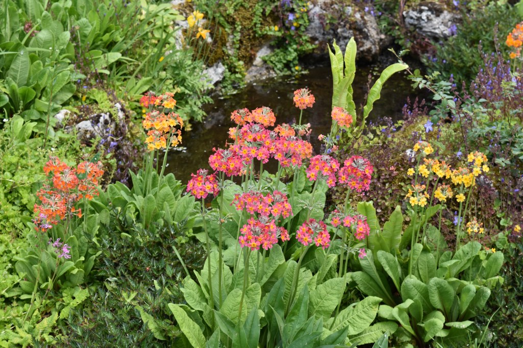 Upright whorled blooms of candelabra primulas surround a pond in the rock garden