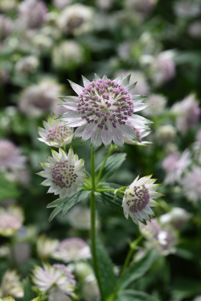 Shade-loving Astrantia plants bear prickly-looking - but actually relatively soft  - flowers in late spring through to summer.