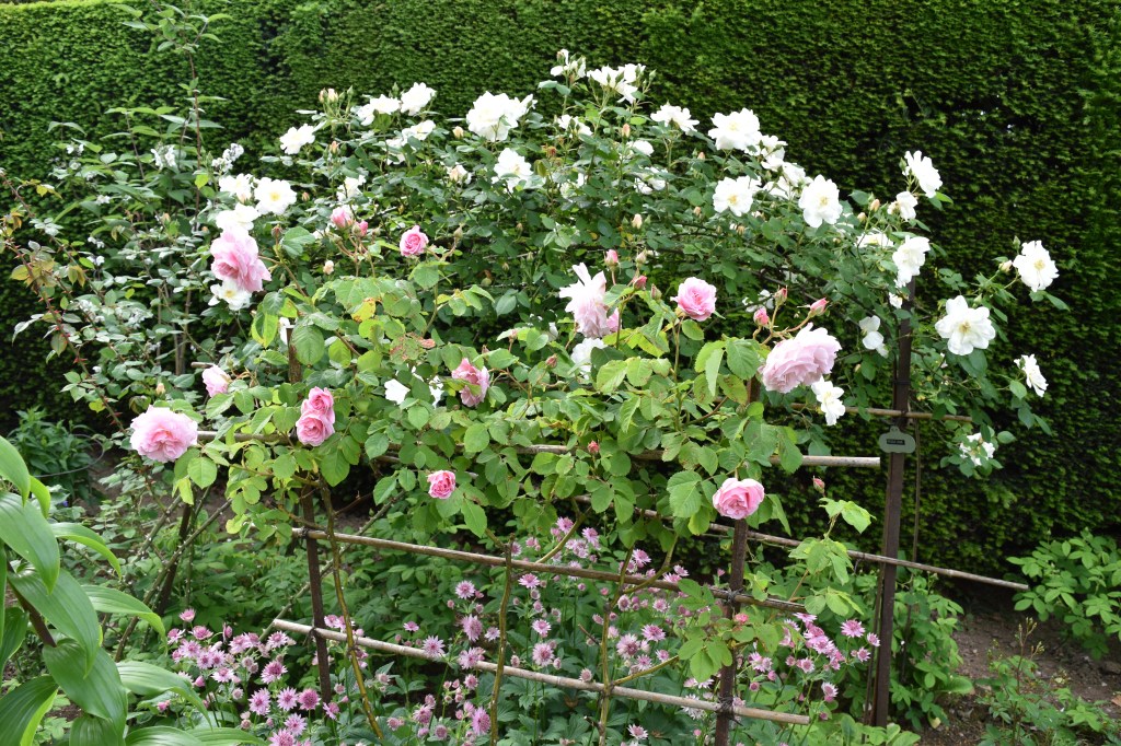 Roses trained on canes underplanted with Astrantia plants that relish the shady position beneath the rose.