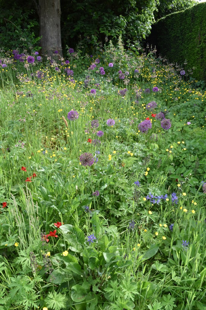 This little mini-meadow is called the Wild Garden - Marked number 7 on the map. The tiny red tulips are called Tulipa sprengeri - they are one of my favorites. Late blooming - and that touch of red adds so much to the overall picture.
