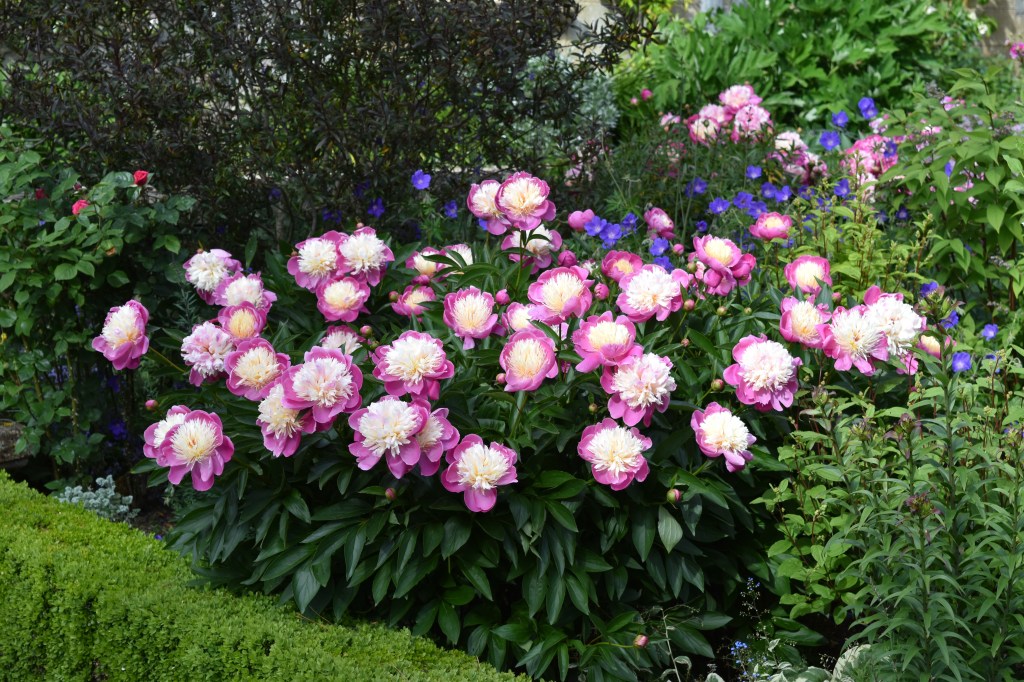 The peonies were in full bloom on the day of my visit in late May - this one is probably 'Bowl of Beauty'