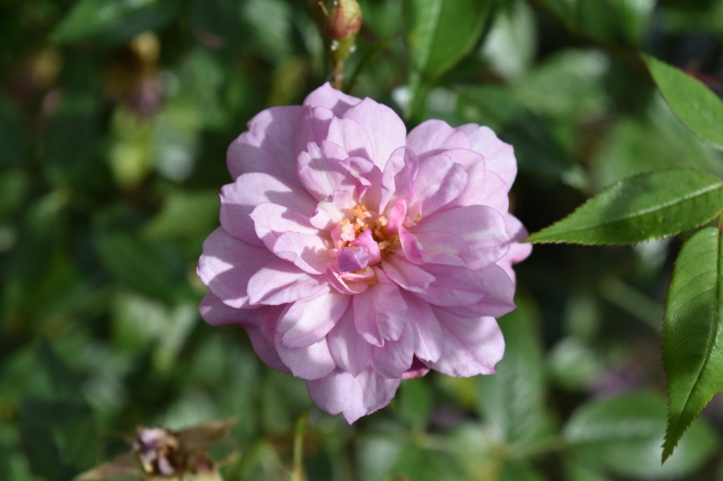 A rather strange little bloom on this old-fashioned climbing rose - its name is 'Pompom de Paris'.