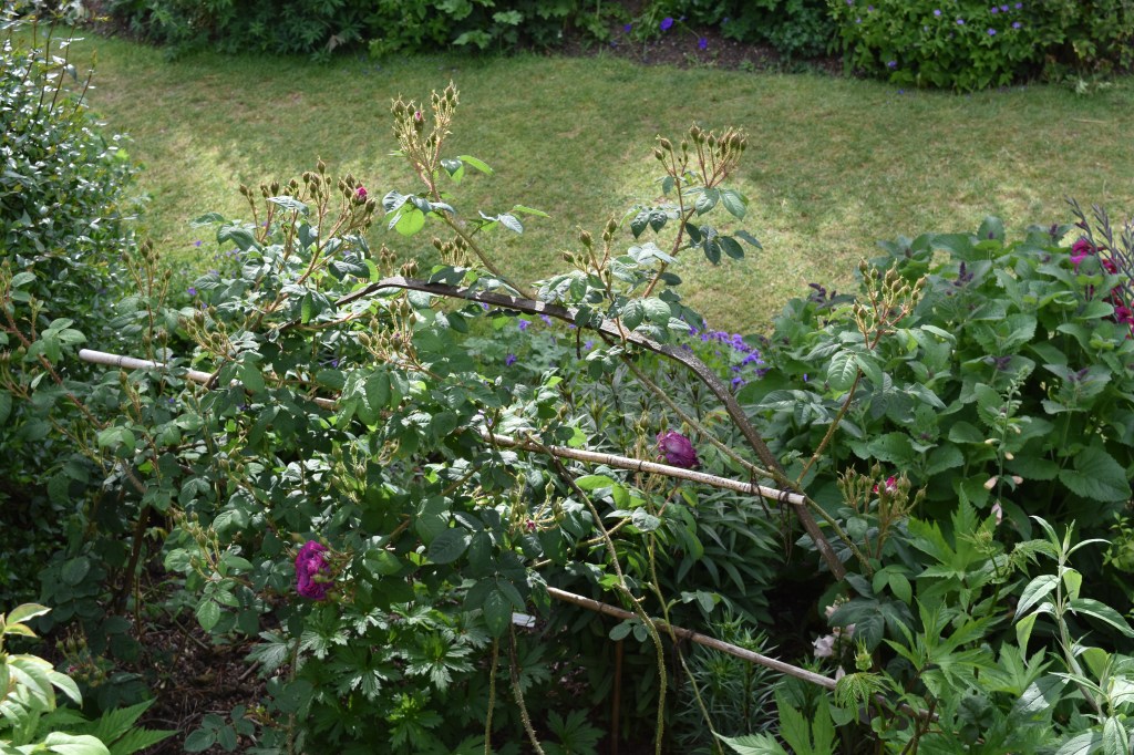 The rose bushes are trained out sideways so that there are lots of flowers. Rose bushes break flower buds along the top of their branches. If they are left to grow tall they flower most at the top.