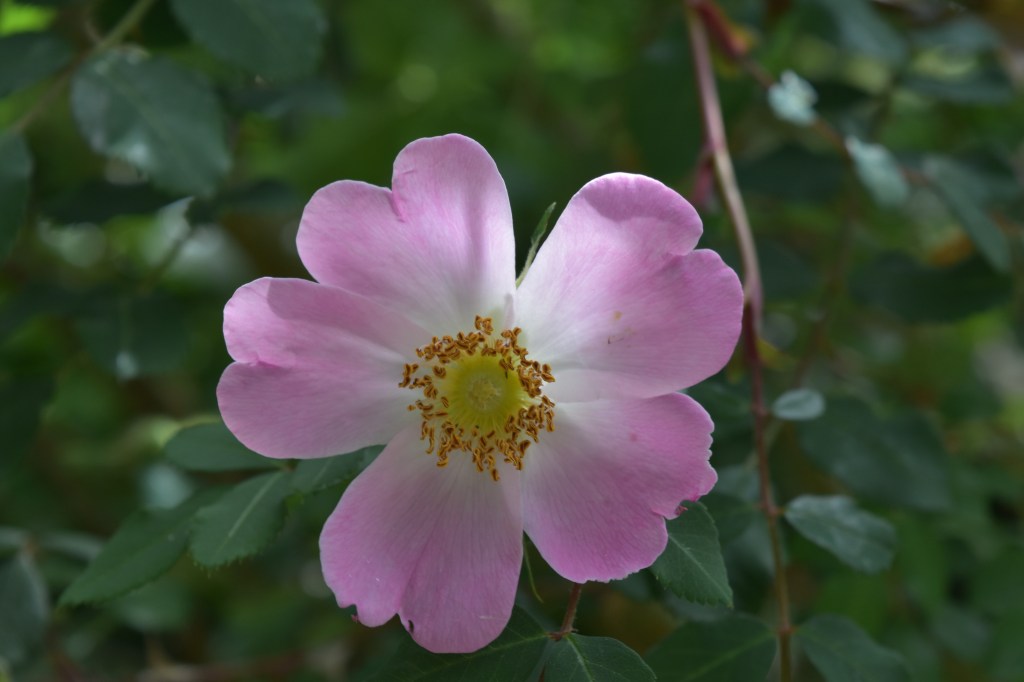 A delicate single, five-petalled, light-pink and white rose in the Kelmscott Garden.