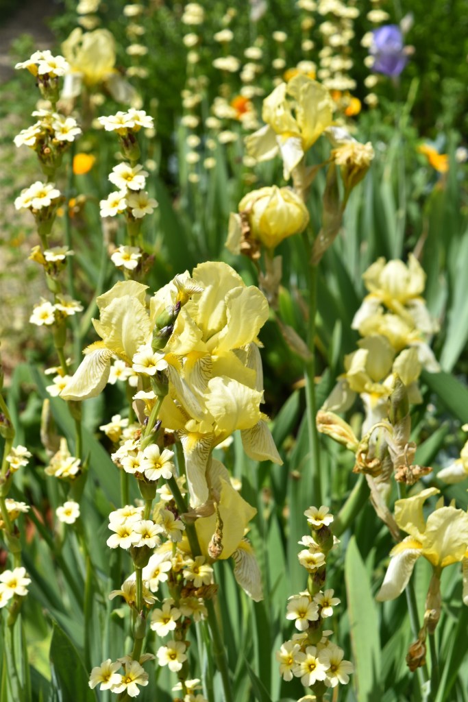 Fantastic light yellow combination of bearded iris and Sisyrinchium striatum.