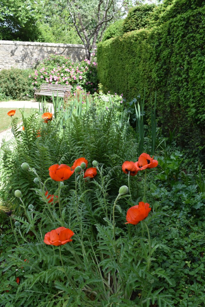 Poppies, like these, were used in Morris's designs for wallpaper, and textiles.