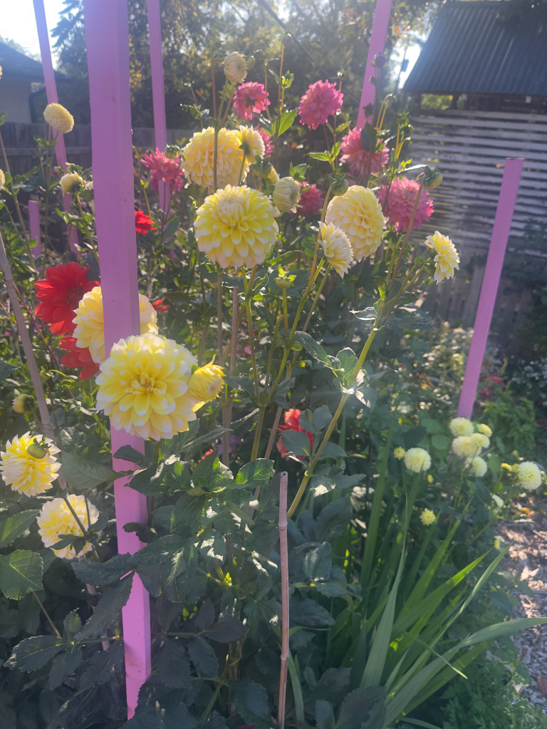 Northview Garden in October with multi-colored dahlias growing in profusion.
