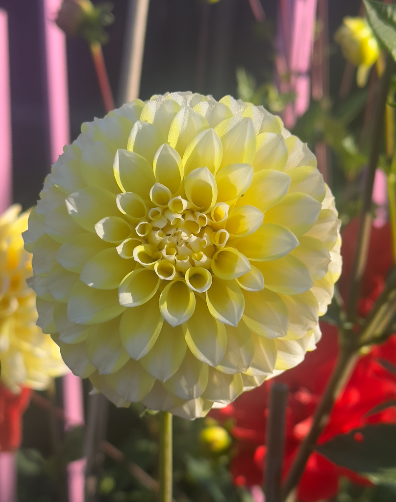 Yellow and White Ova-Jo dahlia at Northview Garden - Jenny Rose Carey photographer