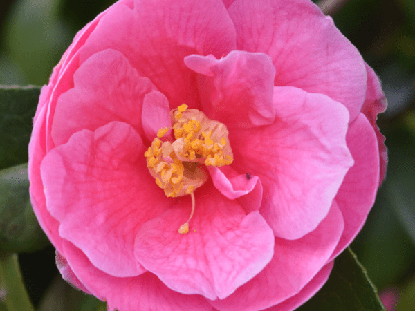 Pink Camellia